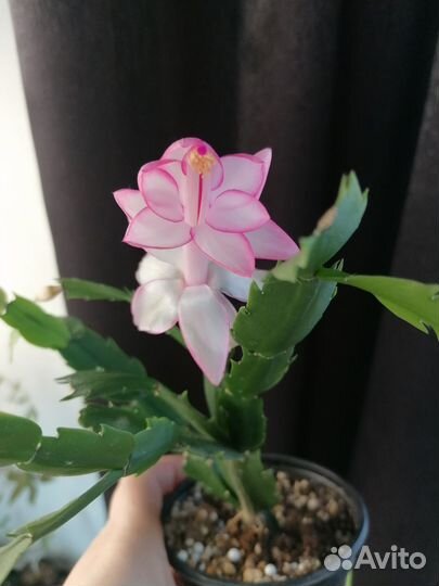 Декабрист шлюмбергера