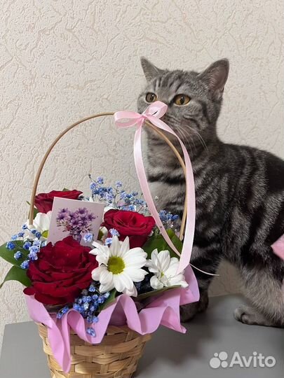 Отдам кошечку в добрые руки