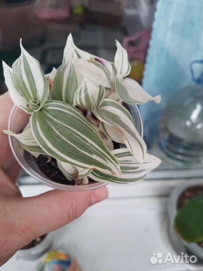 Традесканция белая