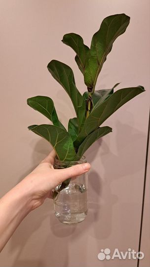 Фикус Лирата Бамбино