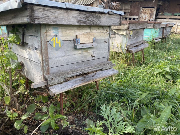 Продам пчелосемьи с ульями
