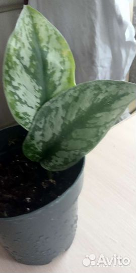 Рипсалис, маранта, сциндапсус Треби экзотик