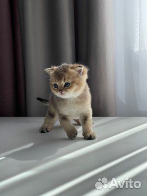 Шотландские золотые шиншиллы котята