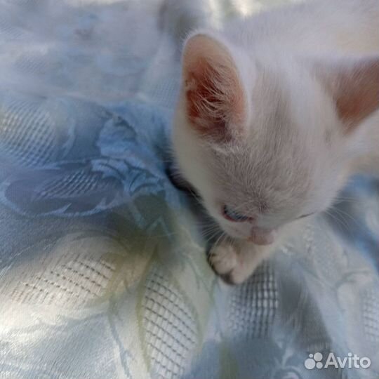 Отдам в добрые руки