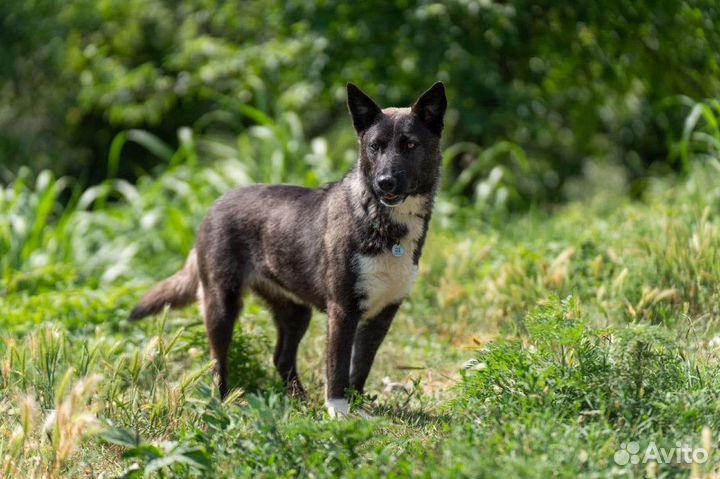 Собака в добрые руки