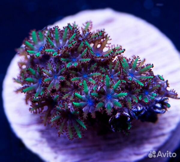 Морские кораллы