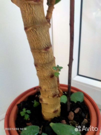 Толстянка (денежное дерево)