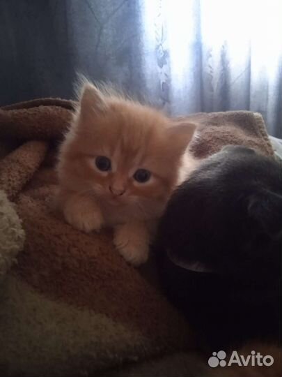Котик бесплато