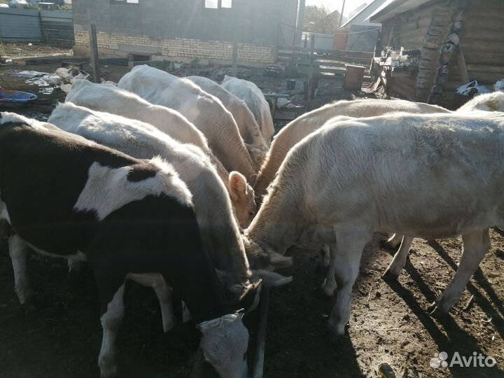 Телки, бычки