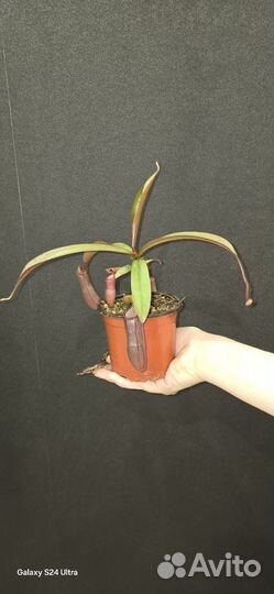 Непентес хищное растение