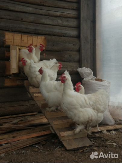 Мехеленская кукушка редкие окрасы