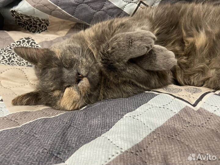 Кошечка Булочка