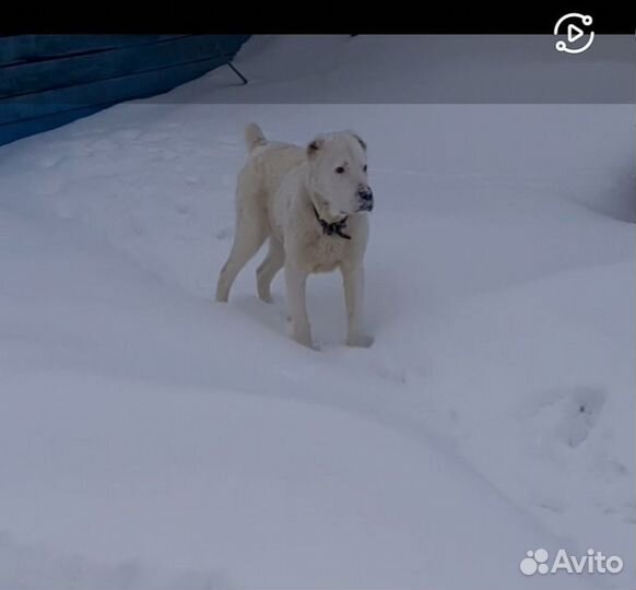 Алабай вязка