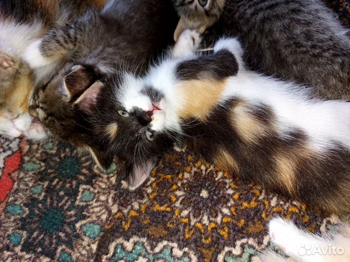 Котята в добрые руки бесплатно