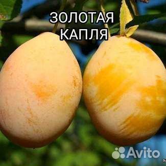 Саженцы, Розы и Плодовые кустарники