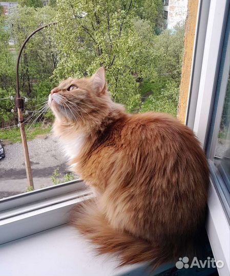 Сибирский кот в добрые руки