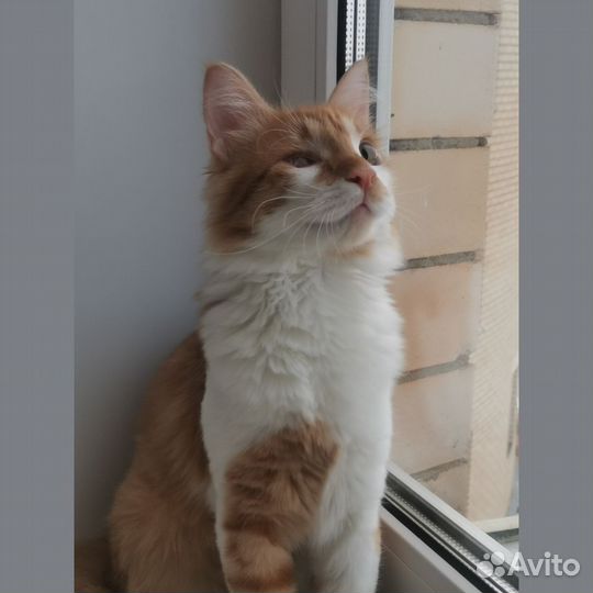 Стив. Котик 7 месяцев