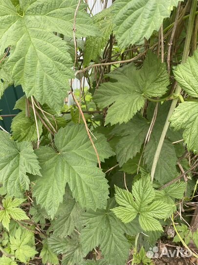 Виноград дикий