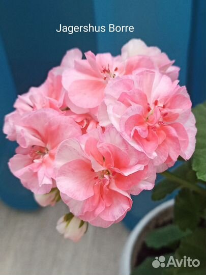 Герань пеларгония