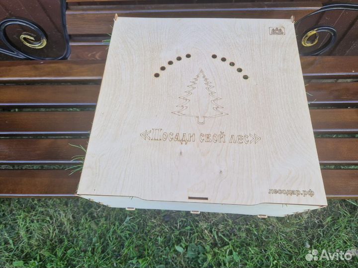 Саженцы сосны зкс от производителя