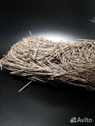 Сосна ветки