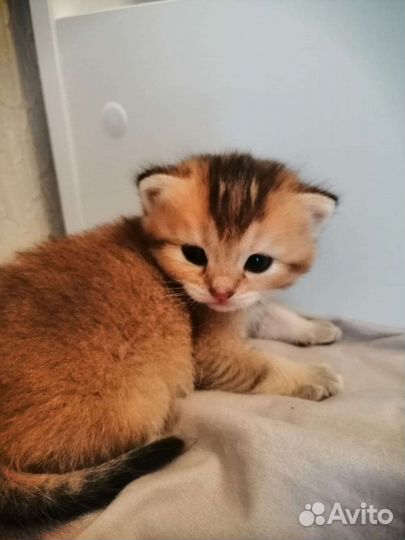 Шотландские котята