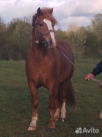 Жеребец Советский тяжеловоз