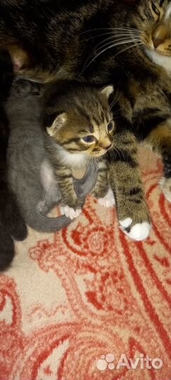 Котята отдам даром