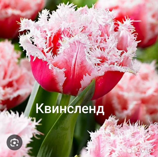 Луковицы тюльпанов