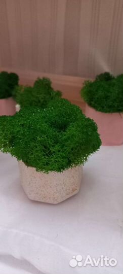 Кашпо из гипса со стабилизированным мхом