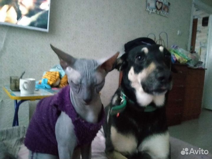 Донской сфинкс