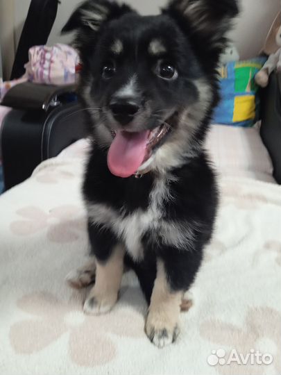 Щенок в добрые руки бесплатно маленькая порода