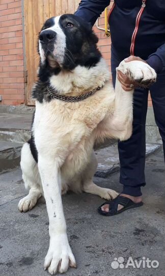 Вязка. Алабай