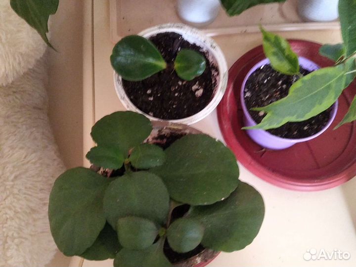 Комнатные цветы