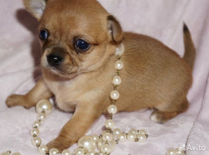 Чихуахуа девочка
