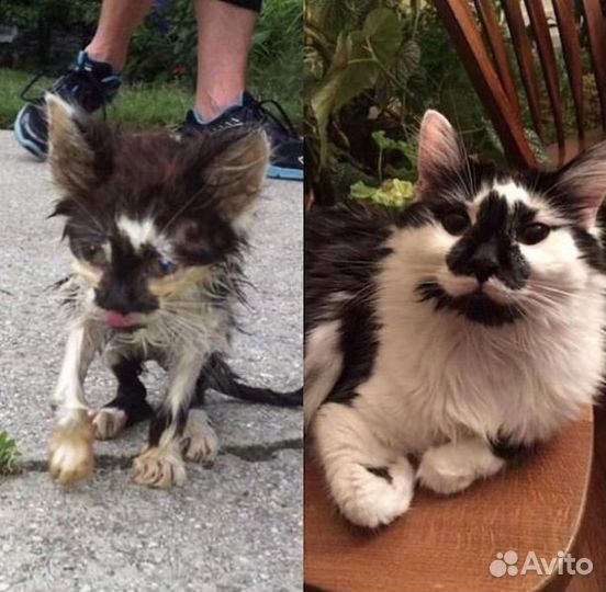 Разные кошки и коты ищут дом