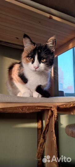 Котенок Аза