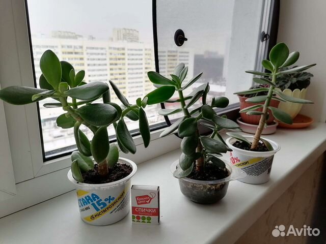 Толстянка, денежное дерево, суккулент