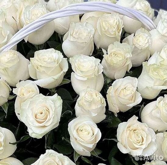 51 Роза, Букеты Цветы Розы 25 101 501 1001