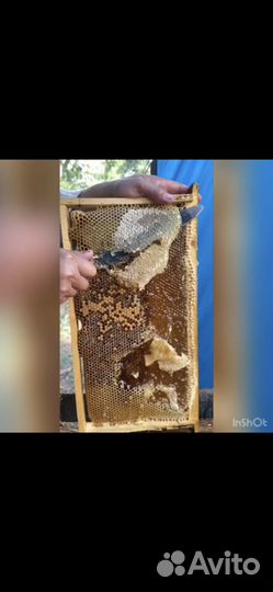 Мед цветочный и донниковый