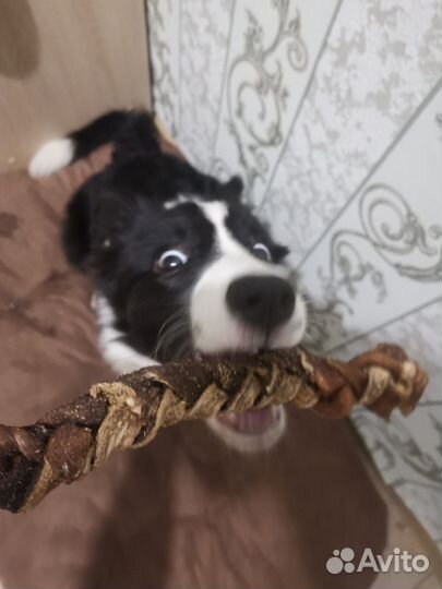 Натуральные лакомства для собак