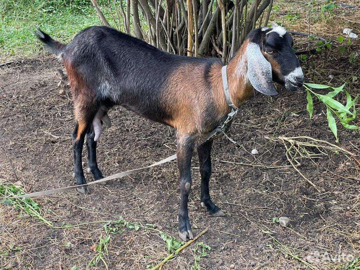 Коза нубийская