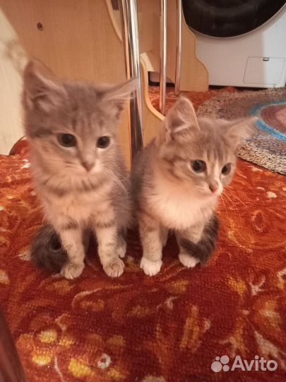 Котята в добрые руки мальчики