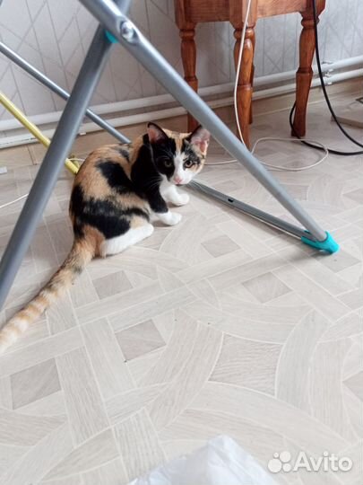 Кошечки в добрые руки
