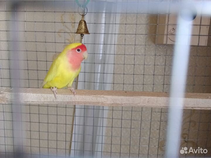 Продам неразлучников