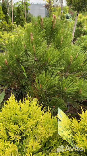 Сосна белокорая 