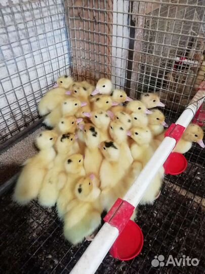 Гуси, утки, муларды