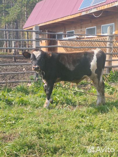 Бычок на половину Джерси