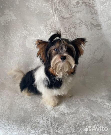 Щенки бивер йорка мини