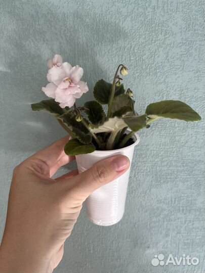 Сортовые фиалки + листики